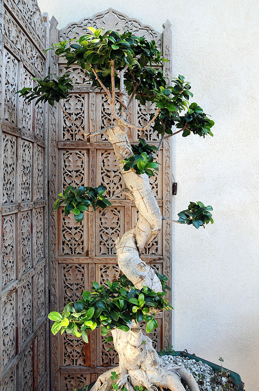 ficus-calme-serenite